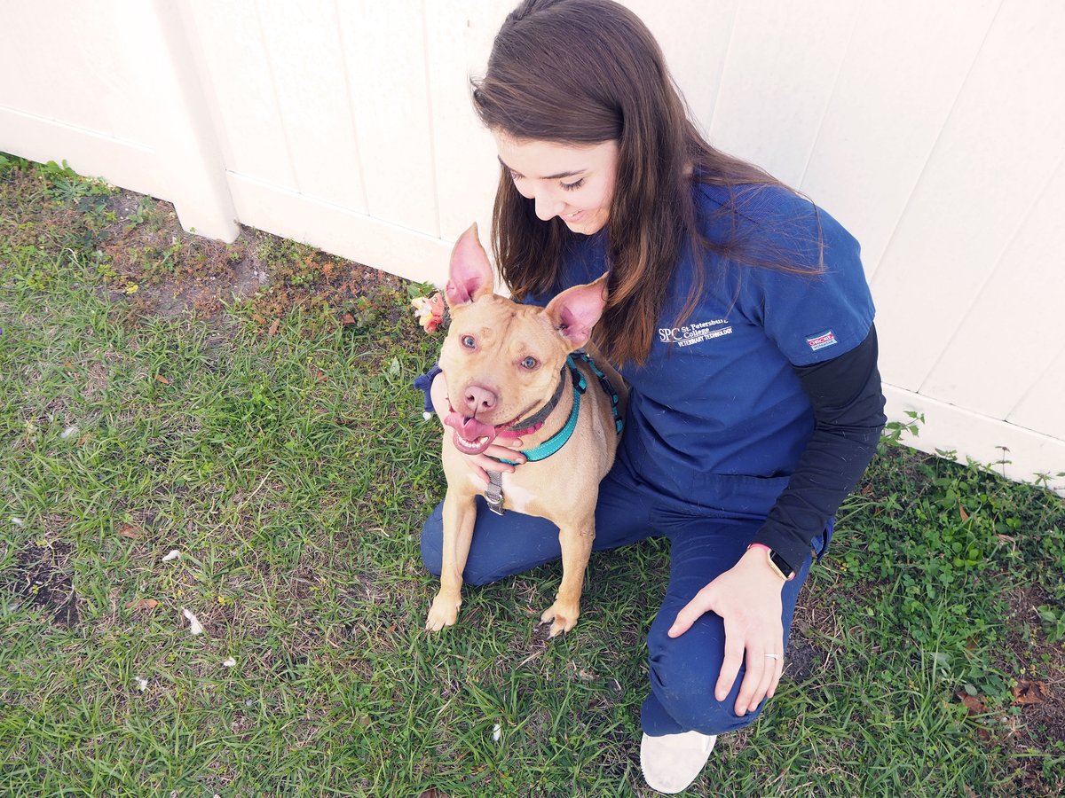 spcnews's tweet photo. It’s National Change a Pet’s Life Day, which is what our #SPCVetTech students and staff do every day!
They love every animal at Vet Tech, whether they’re permanent residents or looking for new homes like this bunch. Find your next pet at https://t.co/spjYjJ5byd. #SPCollege https://t.co/62WIzGjpwc