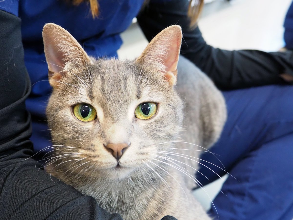 spcnews's tweet photo. It’s National Change a Pet’s Life Day, which is what our #SPCVetTech students and staff do every day!
They love every animal at Vet Tech, whether they’re permanent residents or looking for new homes like this bunch. Find your next pet at https://t.co/spjYjJ5byd. #SPCollege https://t.co/62WIzGjpwc