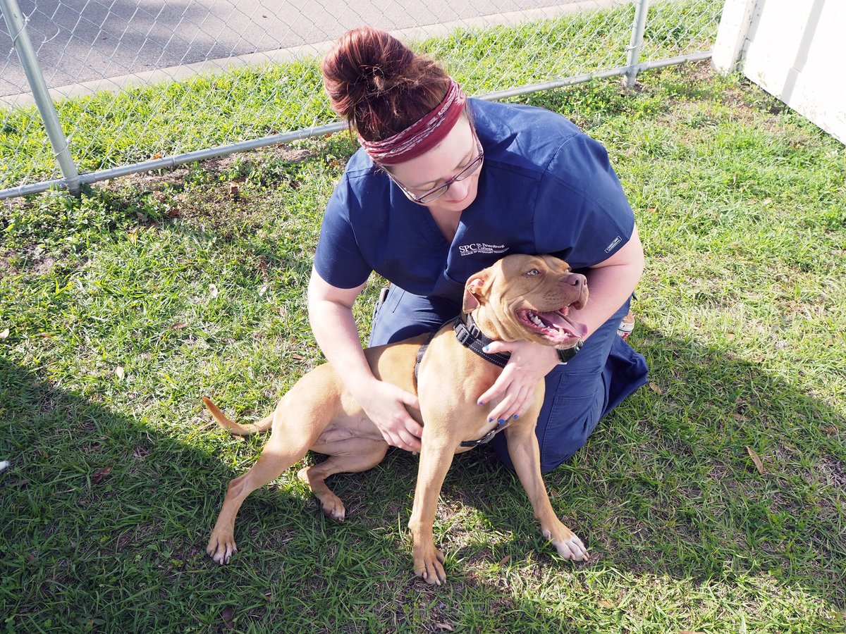 spcnews's tweet photo. It’s National Change a Pet’s Life Day, which is what our #SPCVetTech students and staff do every day!
They love every animal at Vet Tech, whether they’re permanent residents or looking for new homes like this bunch. Find your next pet at https://t.co/spjYjJ5byd. #SPCollege https://t.co/62WIzGjpwc