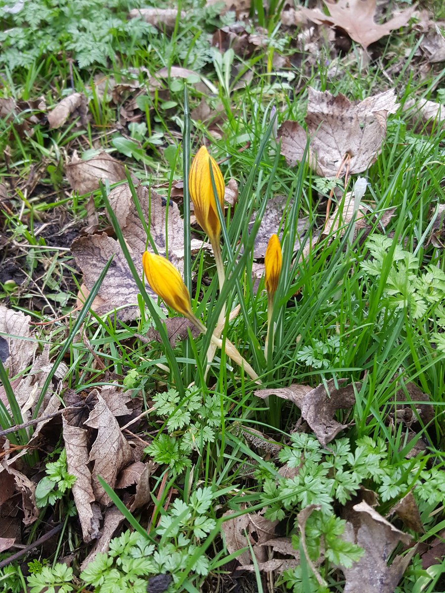 snoopysue71's tweet photo. Snowdrops and crocuses today 🌿
St Chads Church #Shrewsbury ❤
The birds were singing, 5 mins quiet time, beautiful 💚 https://t.co/R7yYGT45nJ
