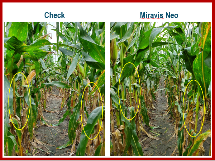 HannerZach's tweet photo. One of the highlights from our AgCESS winter summit meeting: awesome results with Miravis fungicide from @SyngentaUS on V5 corn. Disease pressure came in late, but the corn held out! @AgPartnersCoop  #PrecisionAg https://t.co/4n8nc2h4v2