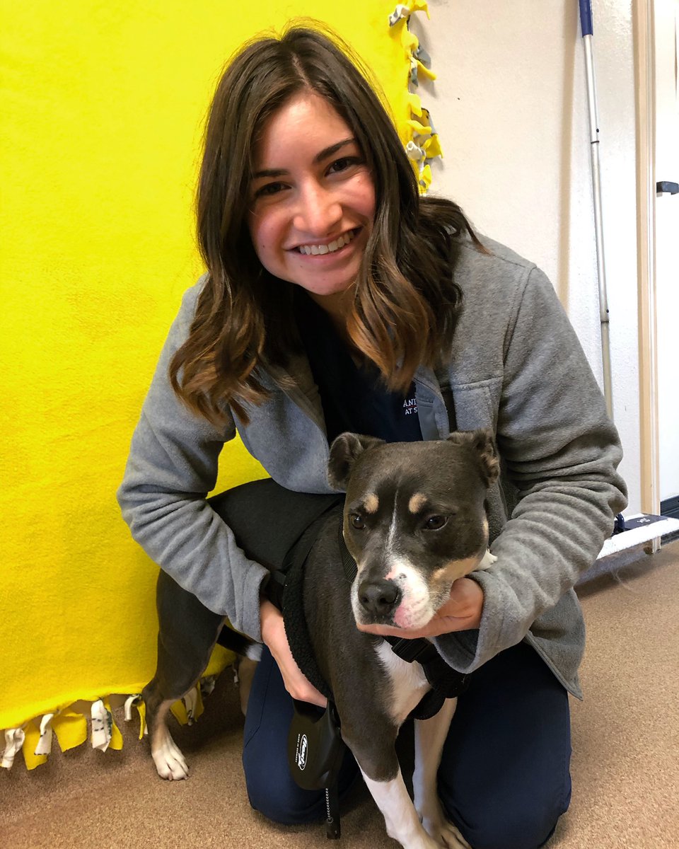 ACCSRMcKinney's tweet photo. Lola had to take a picture with this handsome pocket pittie, Kobe! #holisticvets https://t.co/6amIYrSUhn