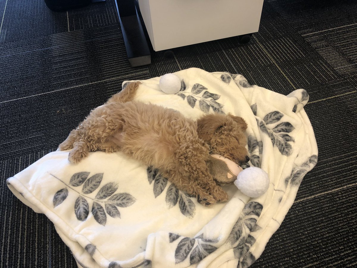 DigitalEd's tweet photo. Great weekly AUA hosted by our global #RevOps team reflecting on @JointMath, a trip to #Ottawa, & plans for #Finland in 2020.
Yet somehow we were distracted with this week’s stand-in for #ChiefMoraleOfficer, Nala.
Thank you for introducing us @MAkcagliyan
#Petiquette #EdTech https://t.co/4x4f4zqtBx