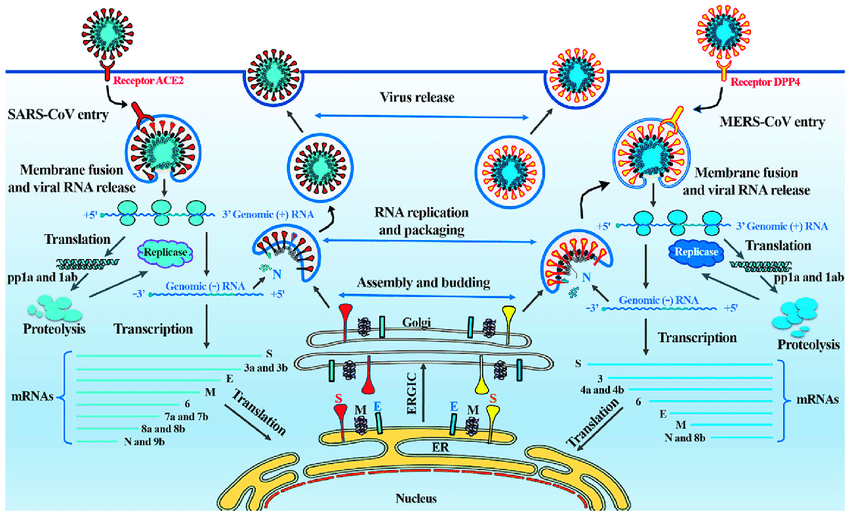Коронавирус побочные. Жизненный цикл коронавируса SARS-cov-2. Жизненный цикл вируса SARS cov 2. Коронавирус строение жизненный цикл. Жизненный цикл вируса ковид 19.