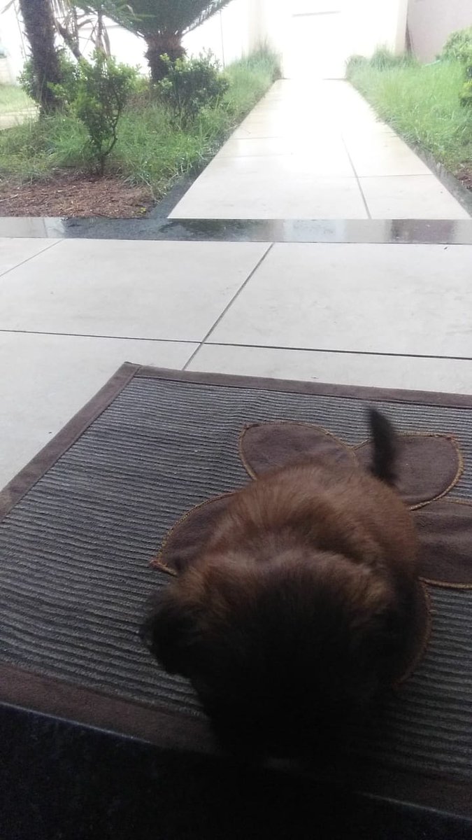 __bbborges's tweet image. mais preguiçosa que eu só minha cachorra...