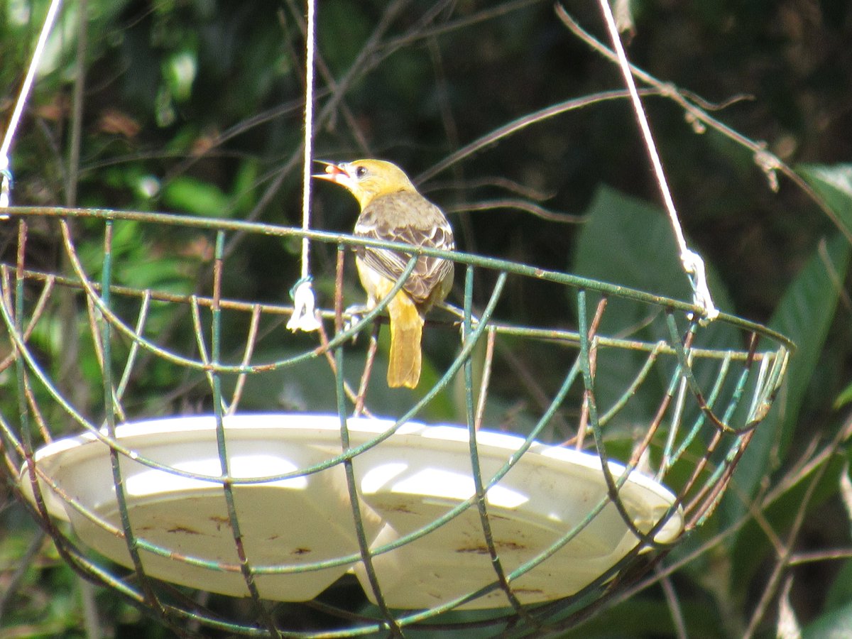 SoaringShayndel's tweet photo. #BirdingMonticelloFlorida #Birds #DIYFeeders #SeniorBirdingCommunity #FloridaBirdTrails #environmentalchampion #EngagingWithNature #Birdlists #Statelists #lifelists #Communitylists #Fieldlists #EnjoyBirding #HitTheTrail #ShareWhatYouLove #LocalBirdTours https://t.co/hjtjN37bV5