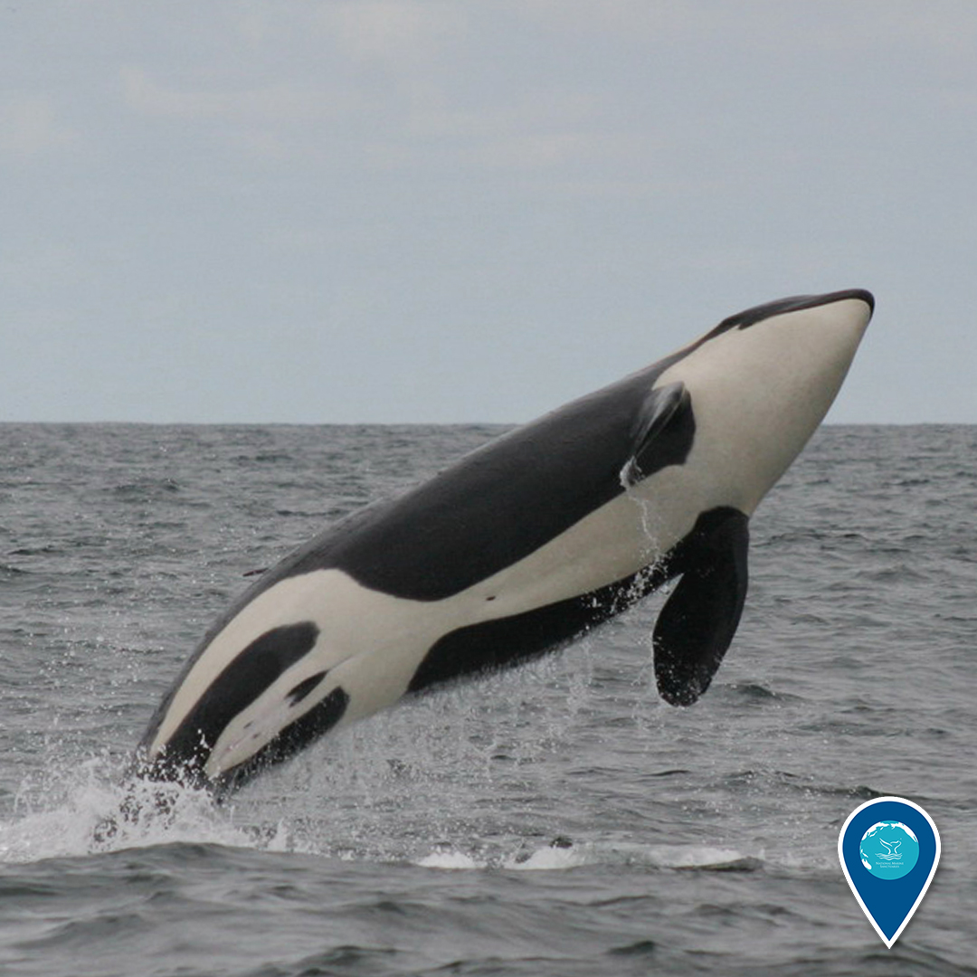 An orca leaping out of the water.