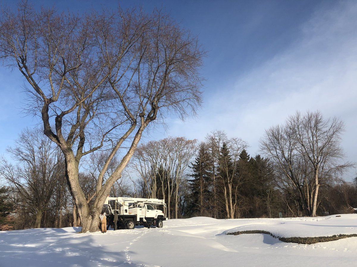 A pretty productive and sunny Friday. Big spruce behind the 6th green and another nasty Silver Maple down so far.
