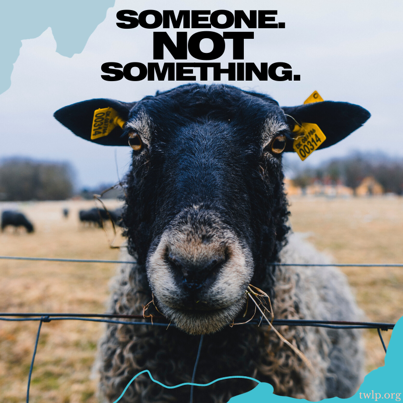 twlp_org's tweet photo. A reminder.

#vegan #twlp #thosewholovepeace #animalrights #animalrightsactivism #peace #dogood #education #ditchdairy #veganuary #crueltyfree  #vegansofig #activism #activist #sheepoftwitter #sheep #lamb https://t.co/wOtyHxlTG9