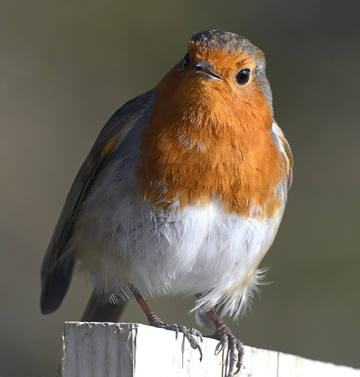 1. Robin  #BigGardenBirdWatch