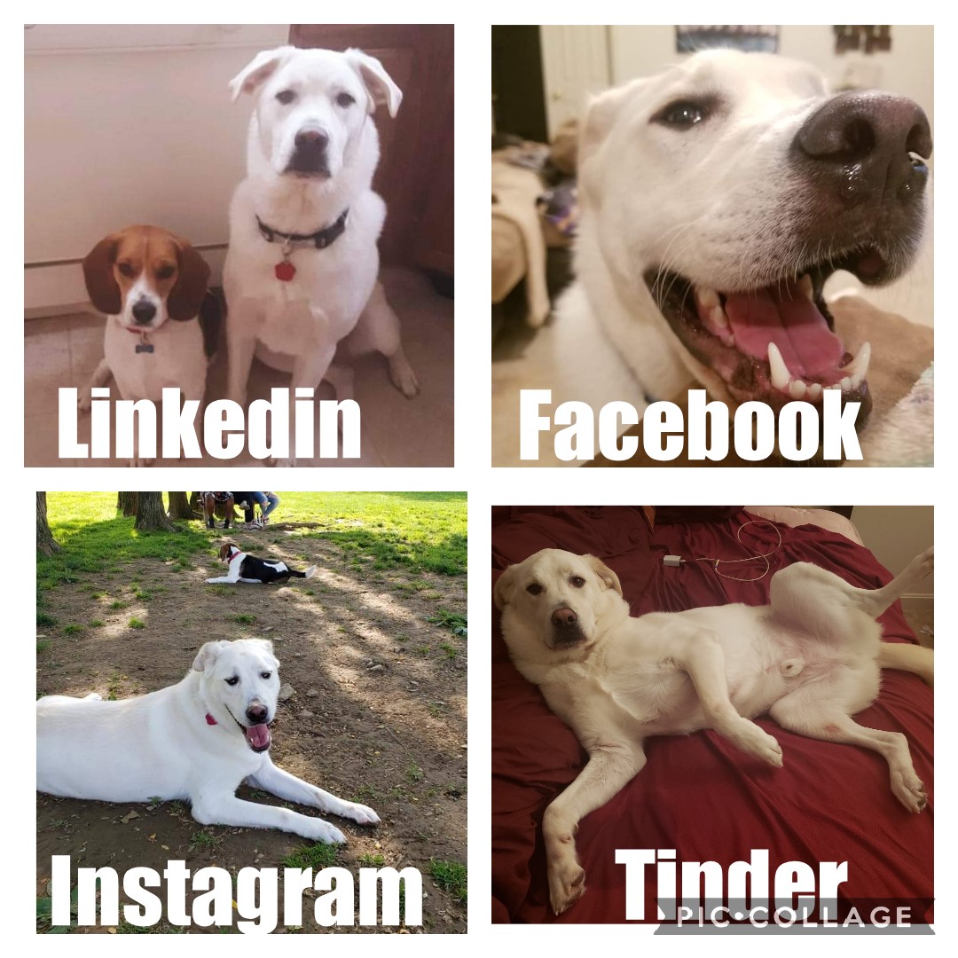 DawnWhiteNews's tweet photo. Houston says, "Get a #dog who can do everything." 😂😅🐾
#dollypartonchallenge 
#dollypartonmemechallenge 
#DollyChallenge #labrashepherd #GermanShepherd #LabradorRetriever #yellowlab #weirddog #AdoptDontShop #adoptdontbuy #dogs #HurricaneHarveyRescue https://t.co/WErEkEhxcy