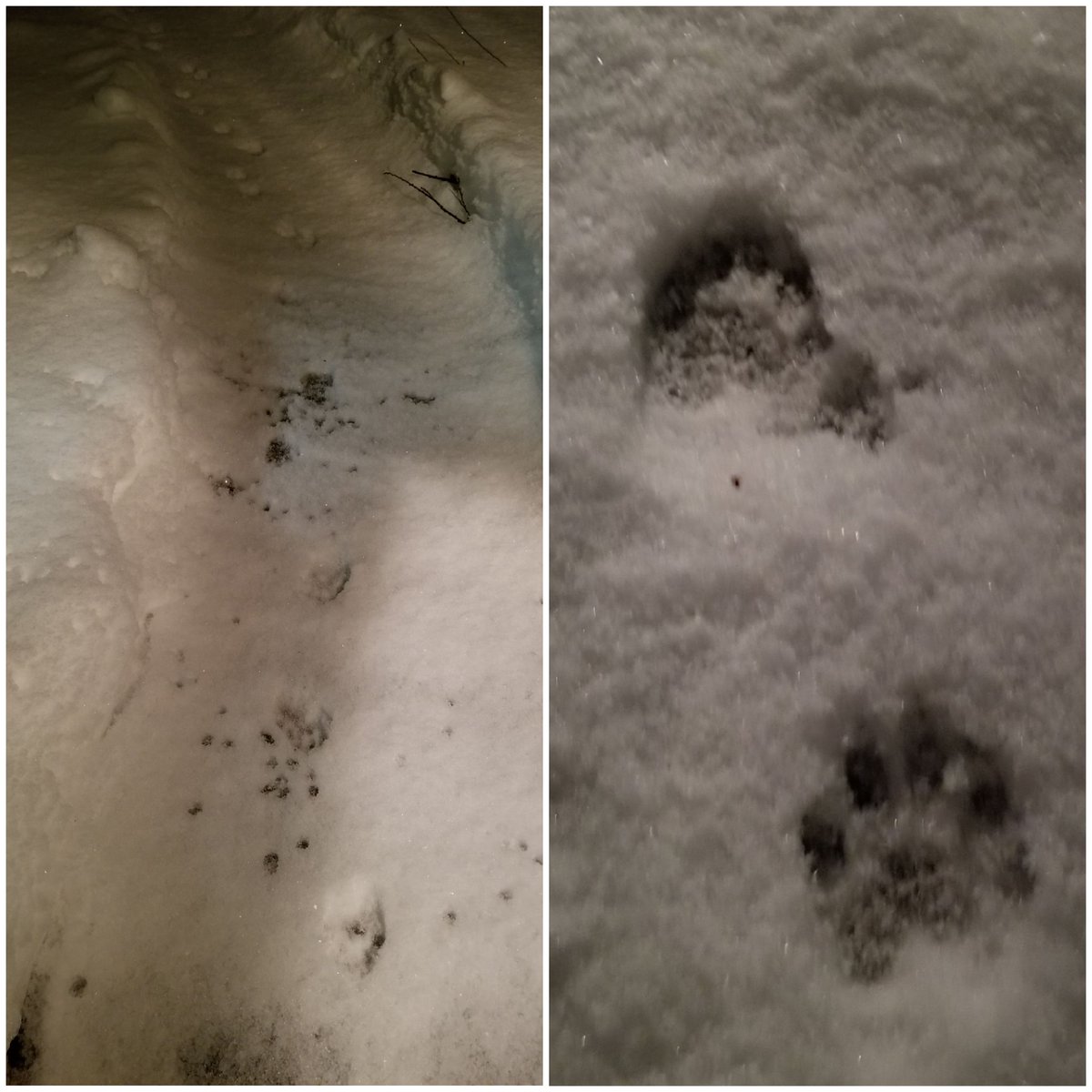 vintagepix's tweet photo. Unknown kitty visitor walked across the #BirdfeederTV set to the back door last night. Must have happened while humans were away, or we would have heard @yourevilcats freak out at the intruder! #CatsOfTwitter #MysteryCat https://t.co/weSO0ikVHr
