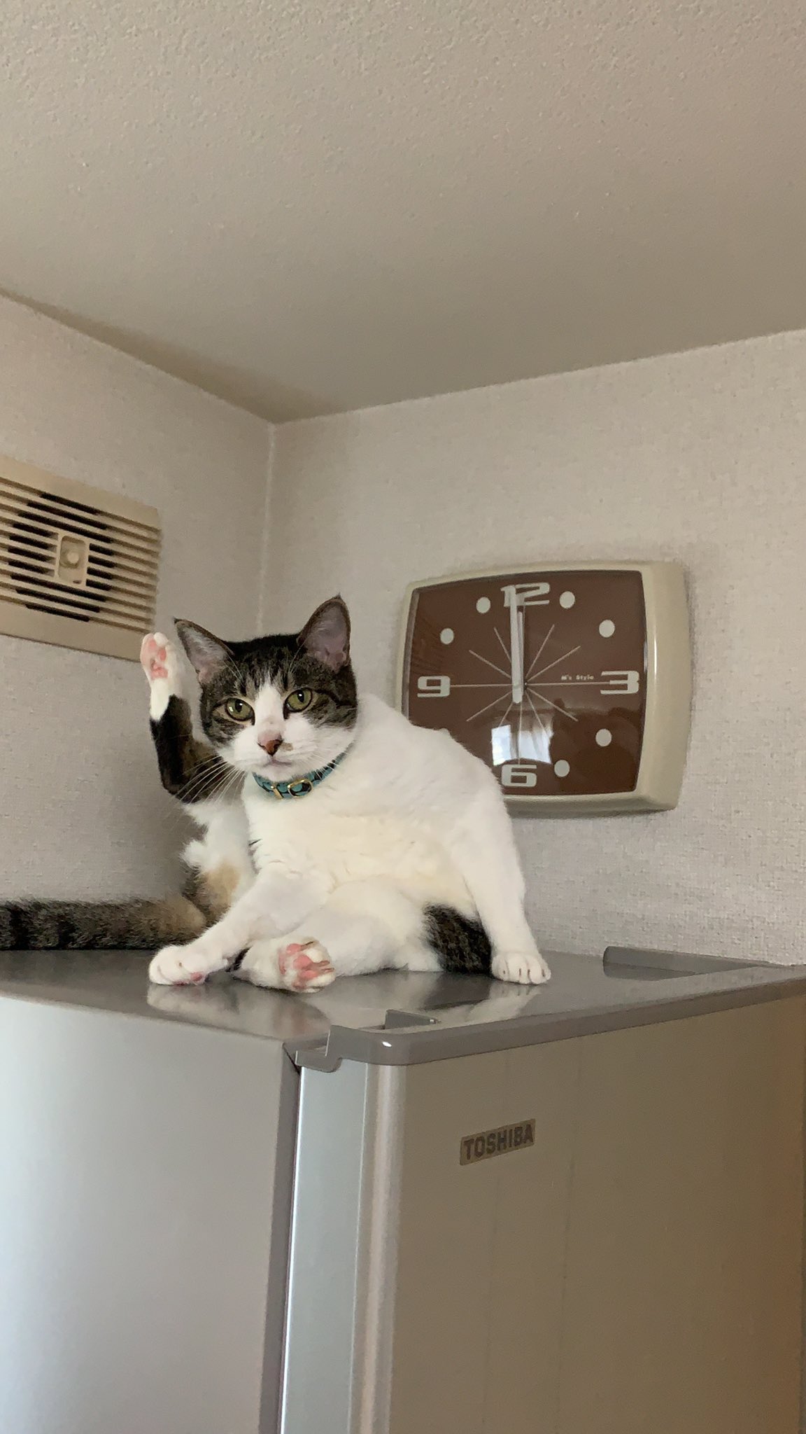 猫になりたい様。専用です( ◠‿◠ ) 楽天市場】【半額・50%OFF】ねこに転生したおじさん ダイカット