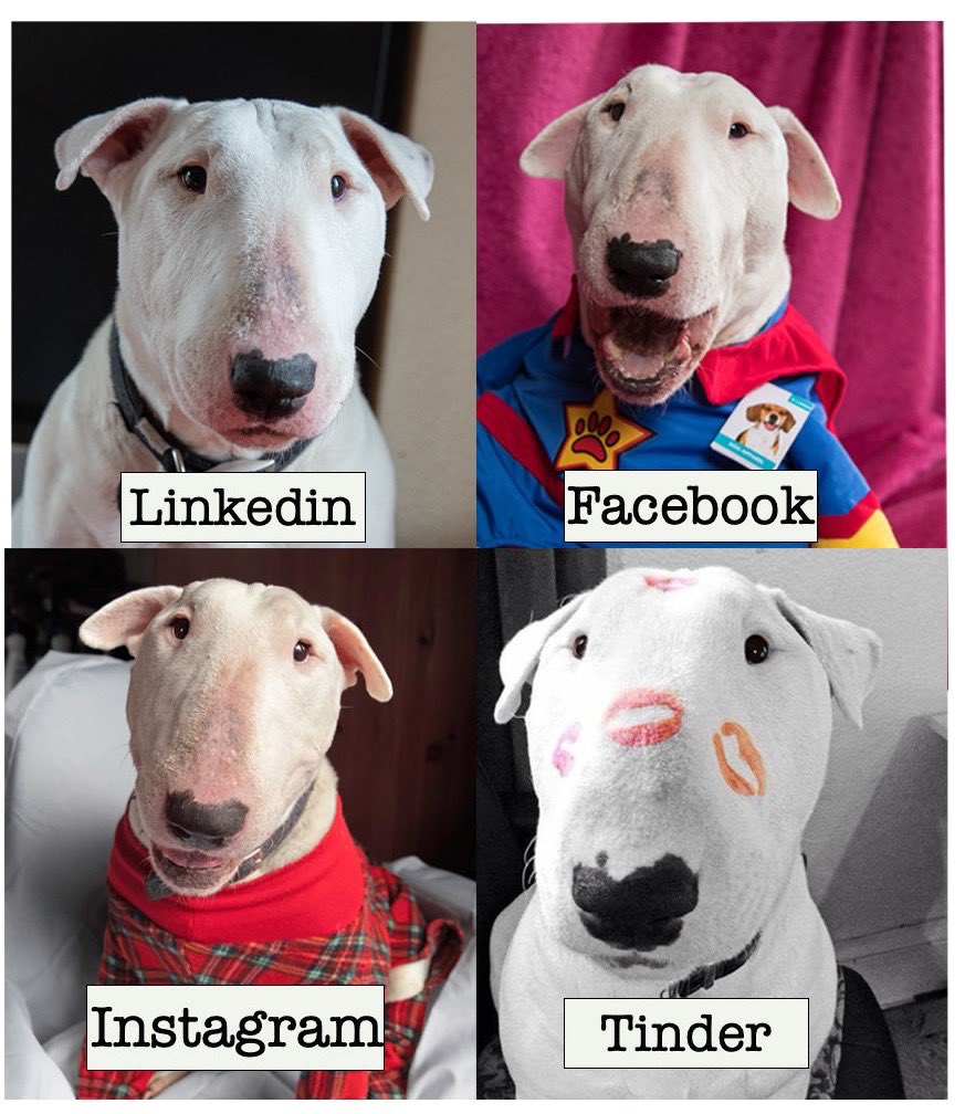 Orton_Bullies's tweet photo. #TheOrtonFamily #dollypartonchallenge Lenny keeping on top of social media trends https://t.co/zd9y4kvH0J