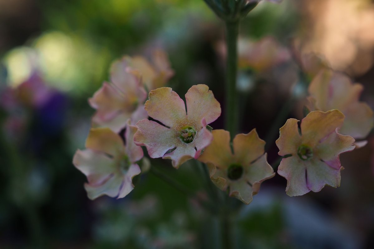 我楽多 V Twitter プリムラマラコイデス ウィンティ ウインティのピーチの花数が増えてきました 同じ株でかなり色幅があり 綺麗な色かと言えば ちょっと微妙な気もしますが その微妙な色合いがお気に入りです 箱庭に咲く花1月 ウィンティ プリムラ