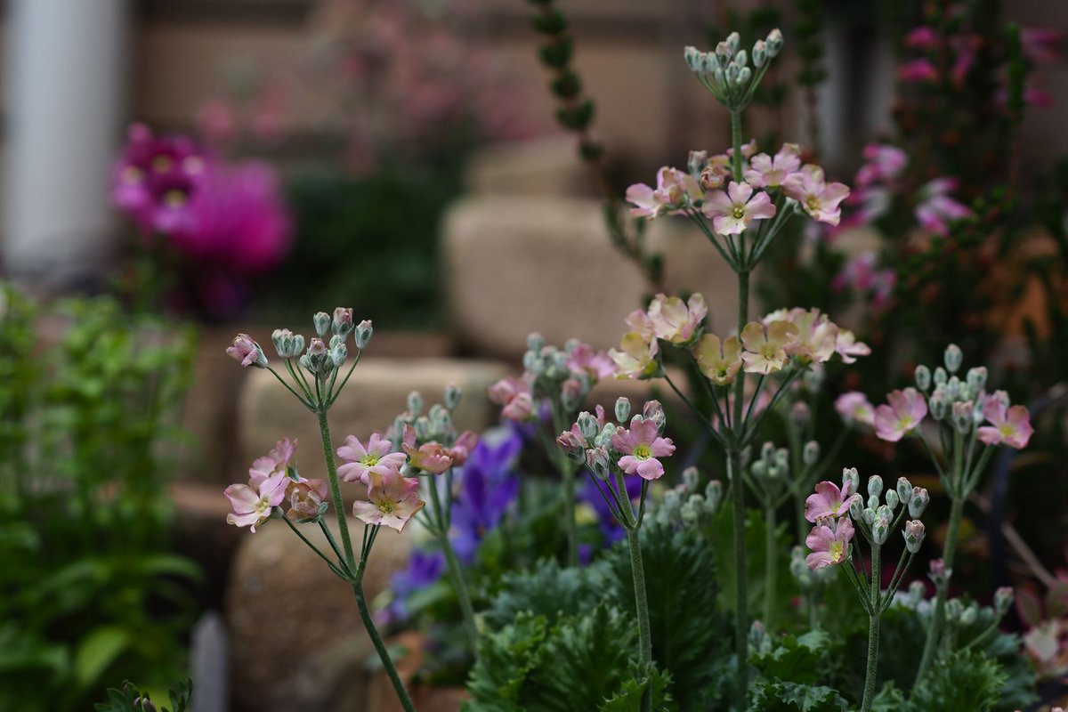 我楽多 V Twitter プリムラマラコイデス ウィンティ ウインティのピーチの花数が増えてきました 同じ株でかなり色幅があり 綺麗な色かと言えば ちょっと微妙な気もしますが その微妙な色合いがお気に入りです 箱庭に咲く花1月 ウィンティ プリムラ