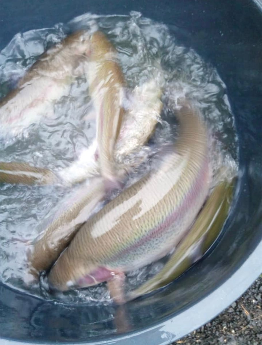 Skelmorlie Fishery 🏴 tweet media