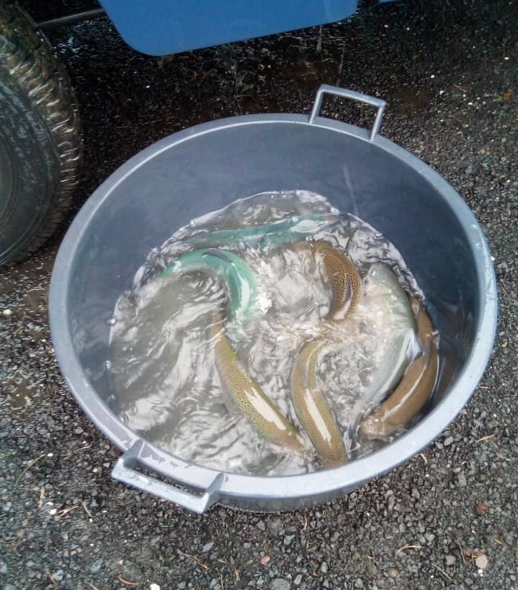 Skelmorlie Fishery 🏴 tweet media