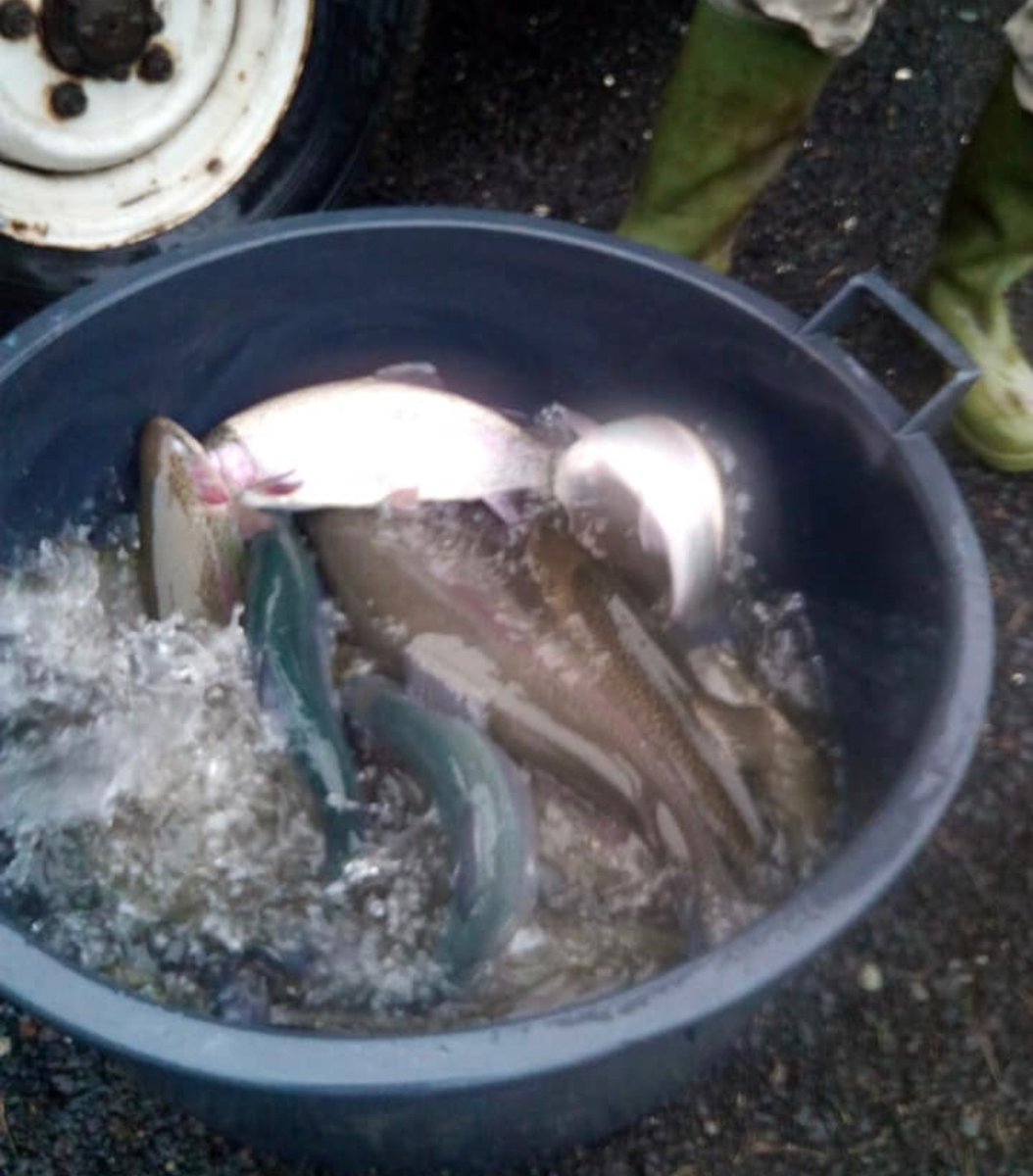 Skelmorlie Fishery 🏴 tweet media