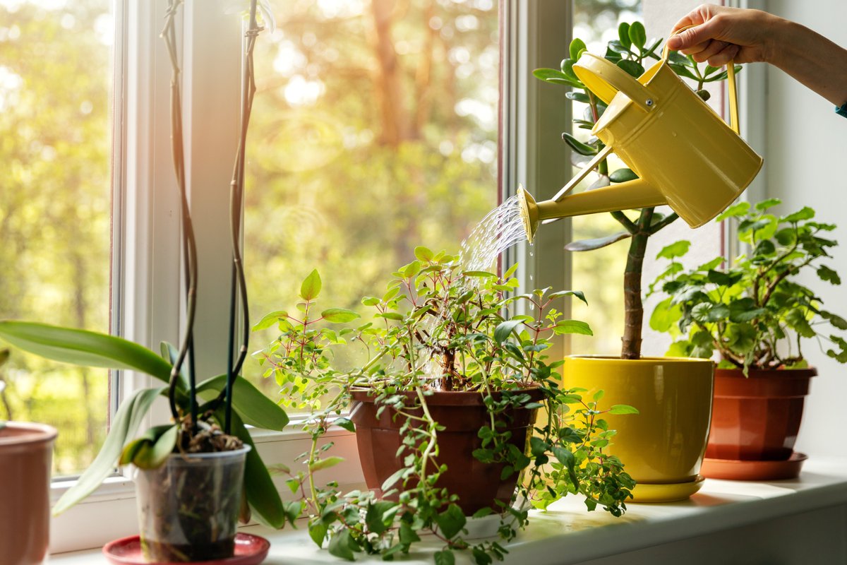 NWCreweSandbach's tweet photo. Adding a touch of greenery to your home is important. Click on the article below for indoor garden ideas.🌿

https://t.co/aoMidNXZma https://t.co/X5Cjm201BY