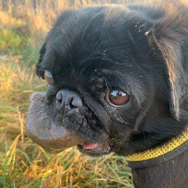 Stormsy24's tweet photo. No rain and a stone, my work here is done❤️happy weekend.  #dogs #blackpug #pug #fawnpug #labrador #labradorretriever #worldofcutepets #cute #photooftheday #instagood #dogofig #happy #dog #dogsofinstagram #dogoftheday #beautiful #instapug #instadaily #instagramers #igers  #s… https://t.co/tdG2MJHAto