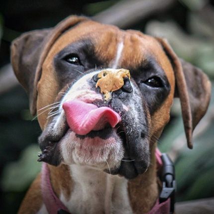 animalarknc's tweet photo. Happy National Peanut Butter Day! Here at the Ark we use peanut butter everyday to help our patients have a "Fear Free" experience. Does your pet enjoy peanut butter!? If so, post a photo below of your pet enjoying peanut butter!  #peanutbutterday  #animalarkvet #clemmons https://t.co/zyQ2nmKmv0