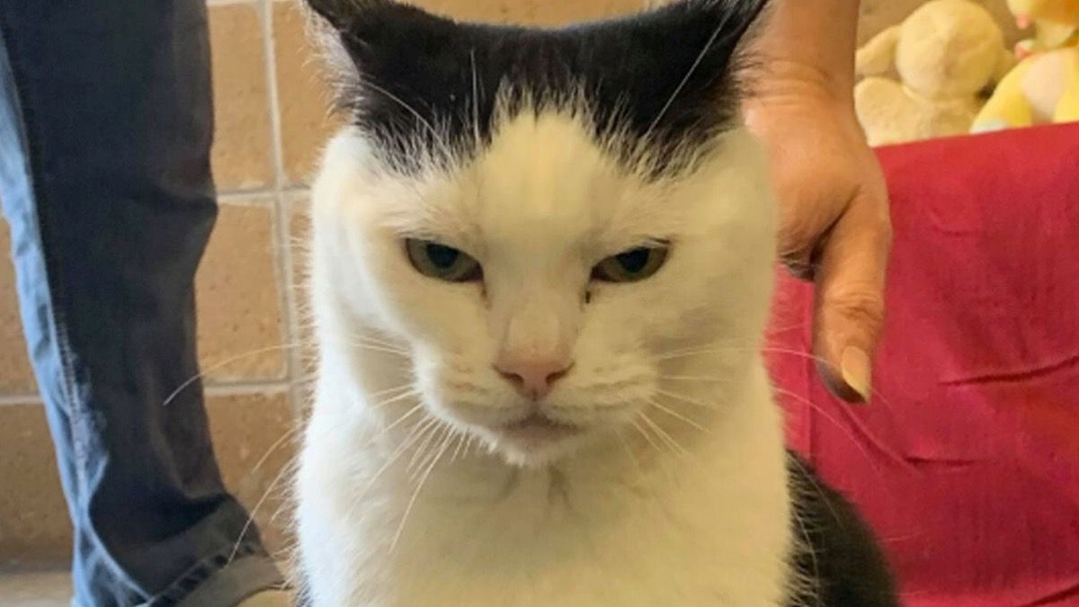 socialitelife's tweet photo. #perdita is being called the #WorldsWorstCat by workers at the Mitchell County Animal Rescue in Spruce Pine, North Carolina. You know you want to give her a home: https://t.co/QaGDLgSms5 https://t.co/u0NUBGv7sl