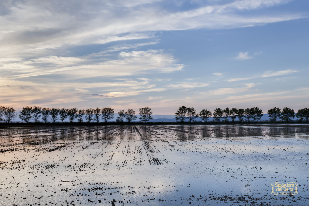 SegadorsDelta's tweet photo. L'última llevantada demostra com és de fràgil el nostre estimat delta de l'Ebre 💚
Des de Segadors del Delta treballarem incansablement perquè els danys afecten mínimament aquest ecosistema únic 💦🌾
#deltadelebre #segadorsdeldelta #reservadelabiosfera #totssomdelta #gloria https://t.co/vHrzEECupk