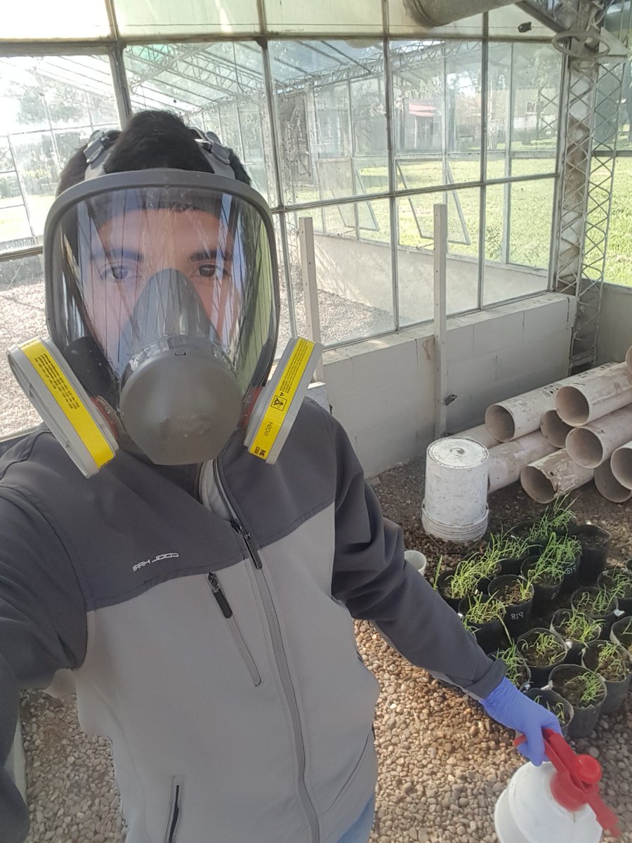 AguchoPerez1's tweet photo. Spodoptera no afloja ni en el invernaculo...
Tratamiento con spinosad (Producto de origen Biologico).
#PanicumColoratum #Kapivera #ToleranciaSalinidad #MIP https://t.co/co3IHKyQ1X