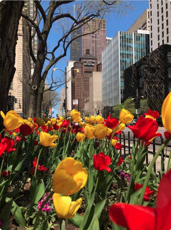 MER4BetterIG's tweet photo. Michigan Ave flowers (last year's @MERconference) await you at #MER2020 Join us!
 
SAVE $250! Use promo code: EARLYBIRD

https://t.co/KlA0oNT6xe 

#InfoGov
#eDiscovery 
#ACEDS 
#GDPR 
#CCPA 
#privacy 
#BigData 
#dataprivacy  
#IoT 
#AI 
#infosec
#IIM
#Cloud
#datadsecurity
#azure https://t.co/z9tv5Zfzsi