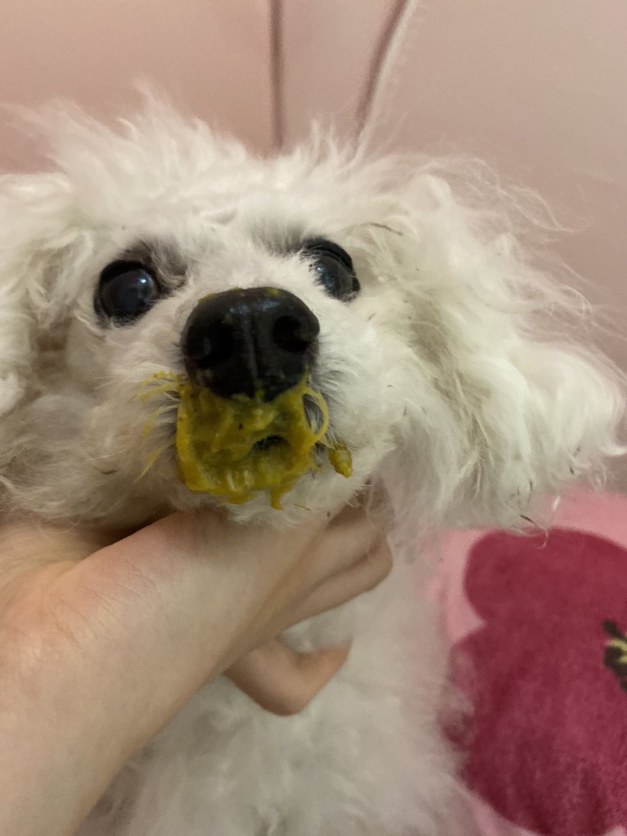 밥 먹고 이불에 올라오기 있기?