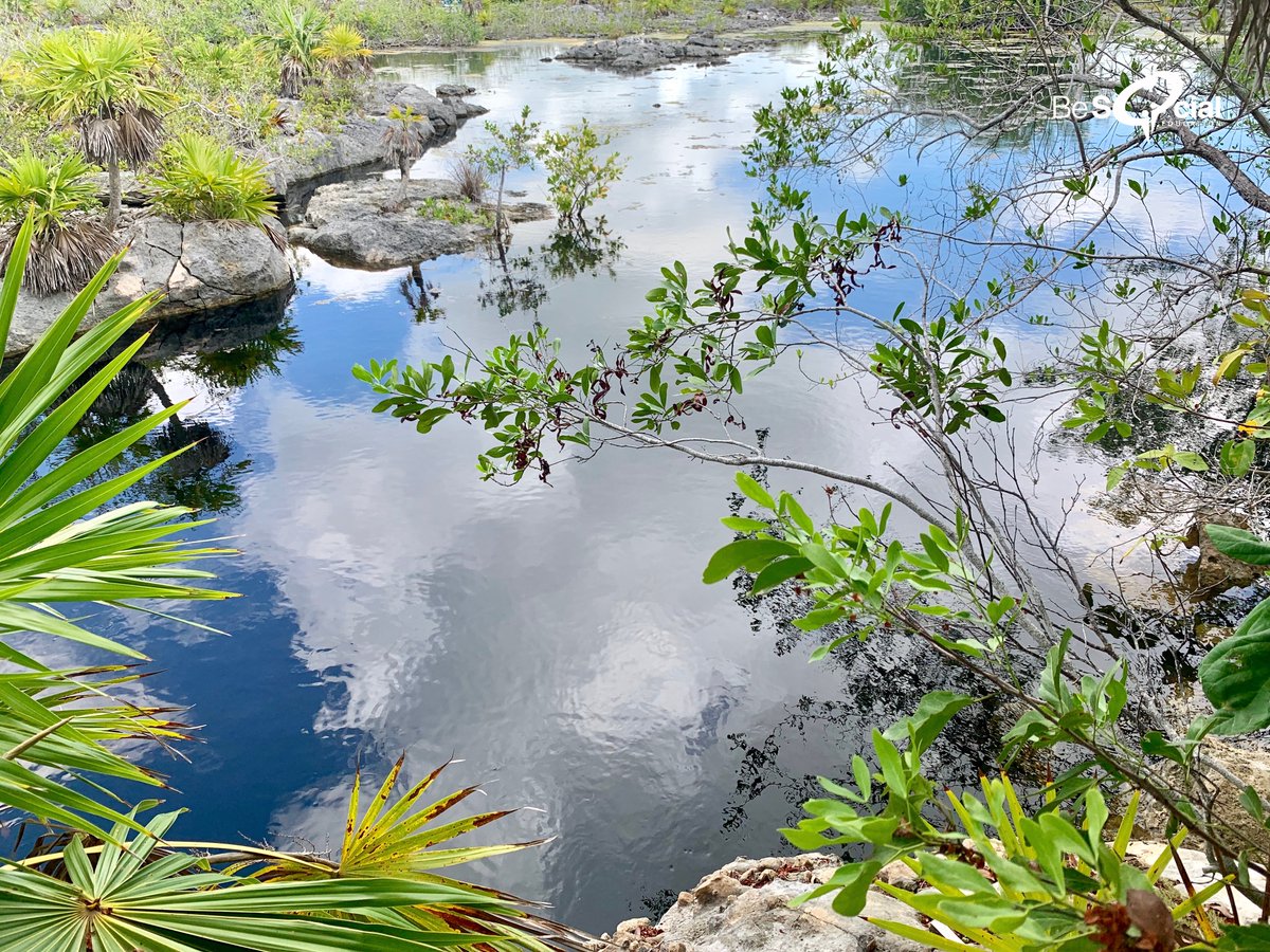 Be Social Playa Del Carmen La Laguna Yal Ku Esta Rodeada De Vegetacion Y Fauna Como Reptiles Y Aves Exoticas Conocelas Aqui Te Cuento Mas T Co Unizfeeqao Akumal Rivieramaya Felizviernes Lazarocasas Amadorlorena