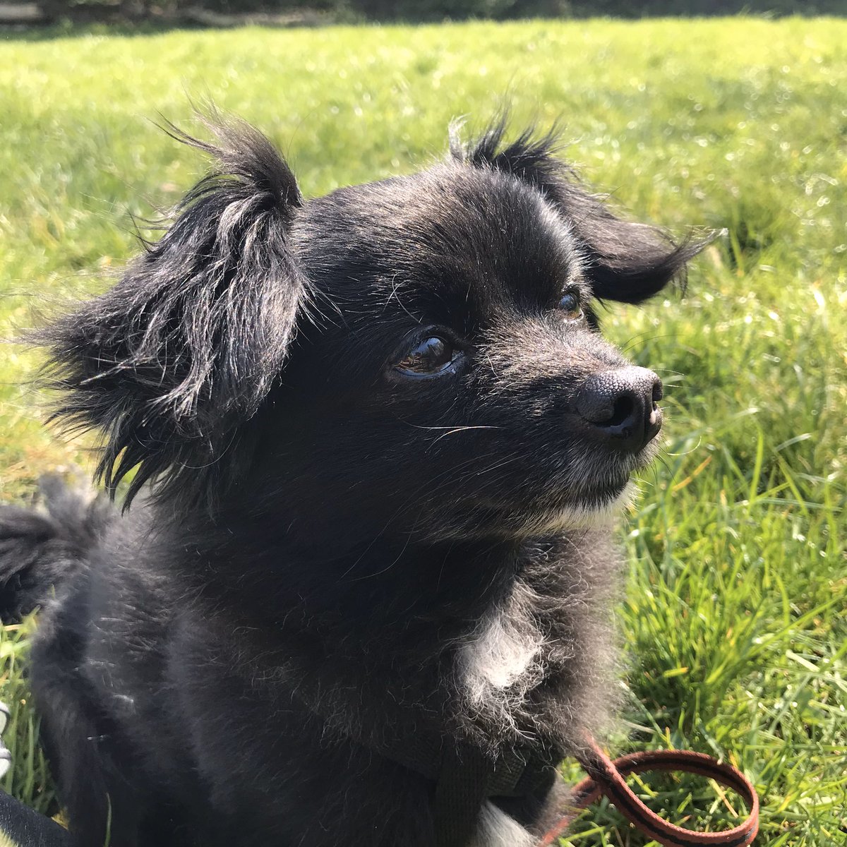 Lindsay_lcht's tweet photo. @_cpeterson94 @la_biondo he looks exactly like my dog ​​when he was a puppy🥺 https://t.co/YbLFTtc1qd