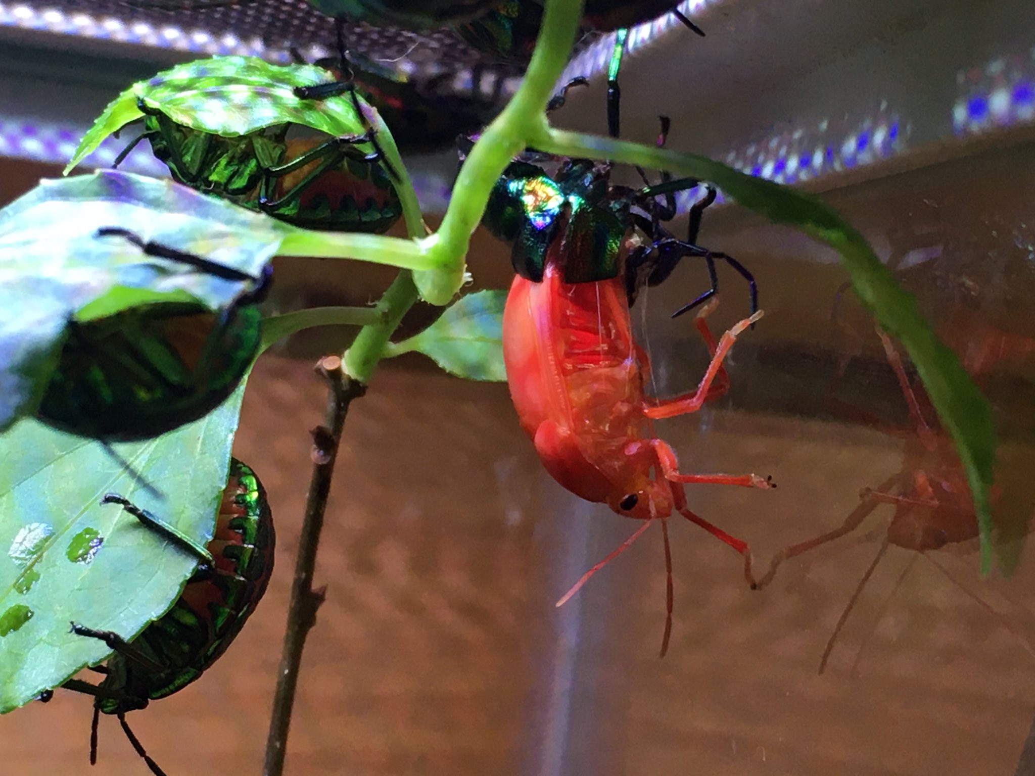 竜洋昆虫自然観察公園 公式 ニシキキンカメムシが本日も羽化しておりました T Co Kmijvh0bik Twitter