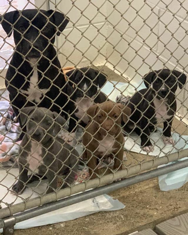 Update!

Mom and puppies are patiently waiting at McIntosh County Animal Services for their flight up to NoVa to join the FCDRT family!! Their travel details are all worked out, with thanks to Pilots N Paws! 
We are still reading through foster applicati… ift.tt/37mGNA0