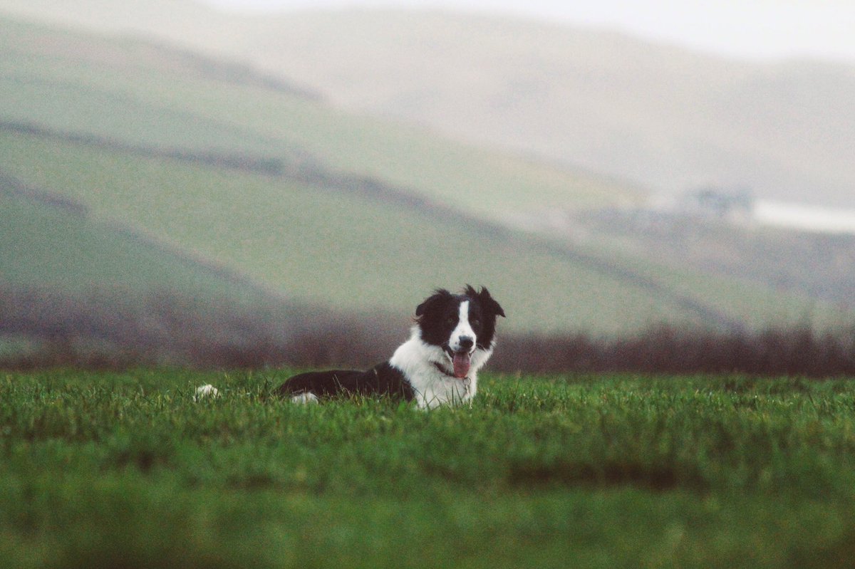 Moss. Thank you for being the best companion and hardest worker 🐾 #sheep #sheepdog #collie #workingdog #workingcollie #flocks #lambs #farming #animals #farm #dartmoor #shepherds #devon