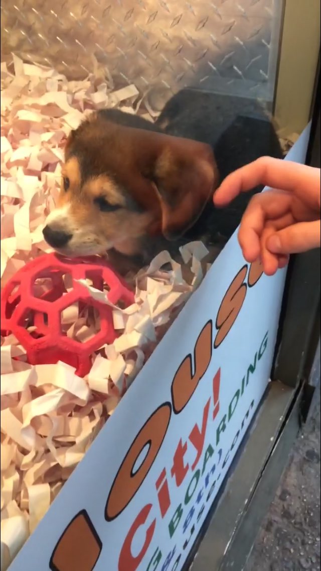 JulieOR76023902's tweet photo. Day 98/100 I want one so bad 😭🐶 #100sonas #puppylove https://t.co/7KXuj68suP