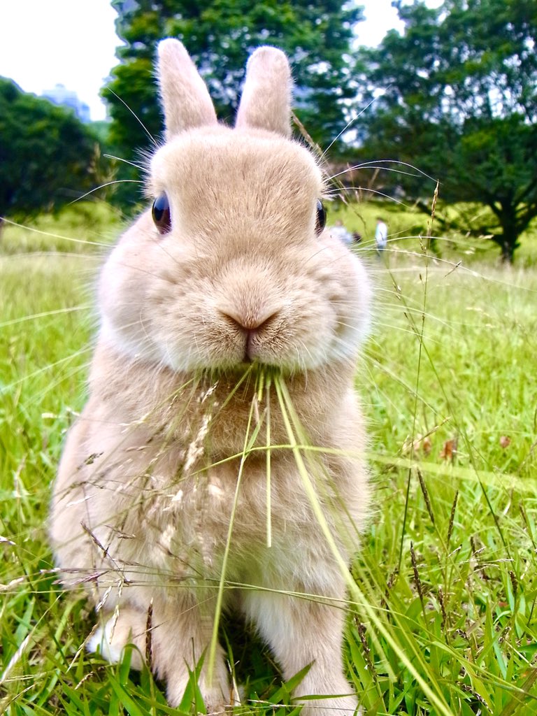 milklog's tweet photo. 昔の写真を発掘したので上げておきますね。代々木公園で飼い主様に雑草を無理やり食べさせられてます。 https://t.co/V0v41oEEnF