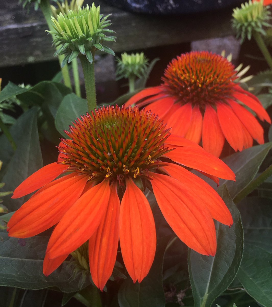 botanyscholar's tweet photo. 55 days until Spring! Who is getting excited? I am! ๐๐ปโโ๏ธ๐๐๐๐ปโโ๏ธ (Featured plant: Echinacea) #springcountdown #springtimefeeling #flashbackfriday #flowerfriday #flowers #echinacea #asteraceae #coneflower #newjersey #morriscountynj #botanyscholar #flowerphotography https://t.co/OmodNHE0rx