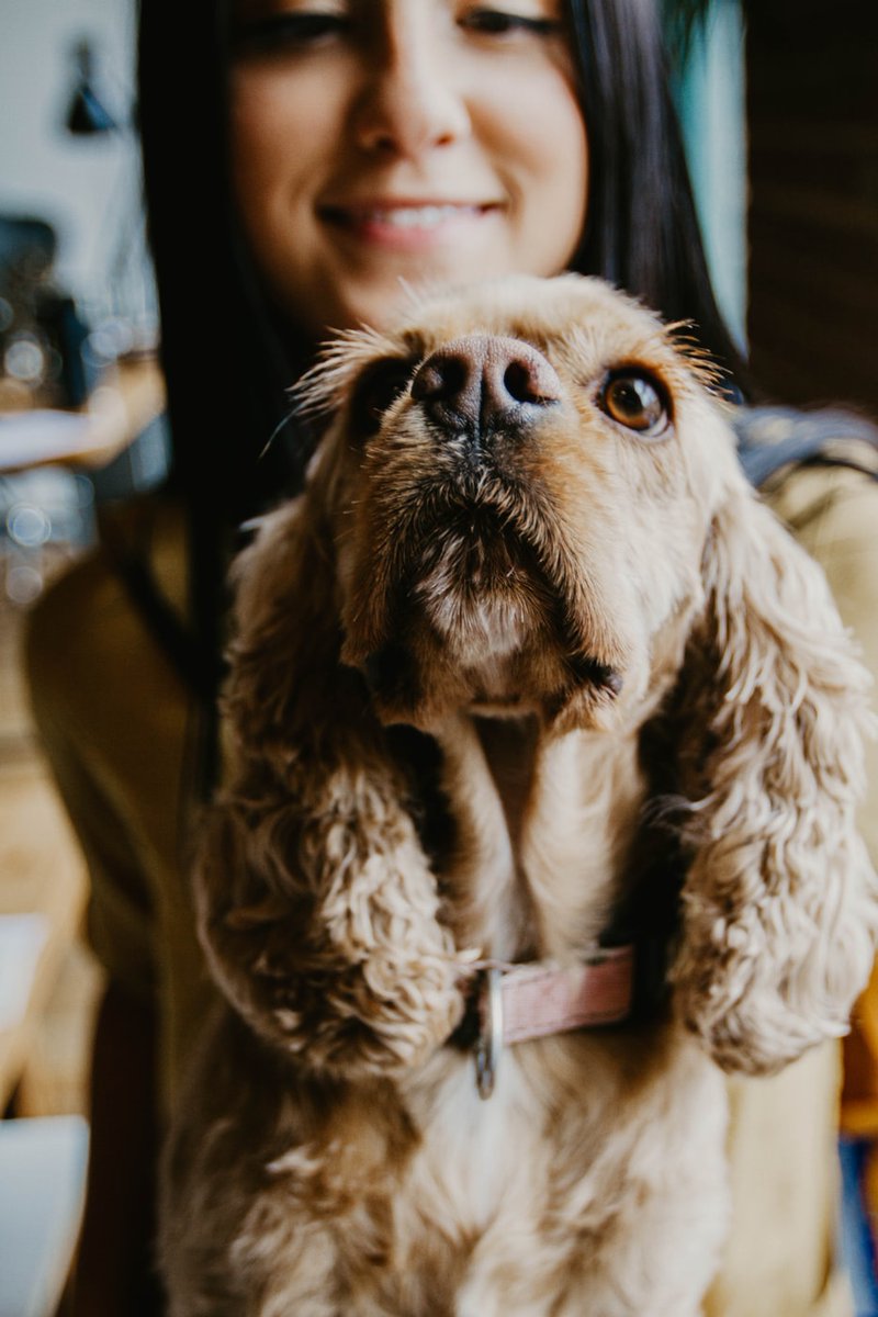 thespanielking's tweet photo. Yey, it's Friday! Submit your Best Spaniel photo for a chance to be the Spaniel Of The Week #SOTW https://t.co/422mFUmIBE