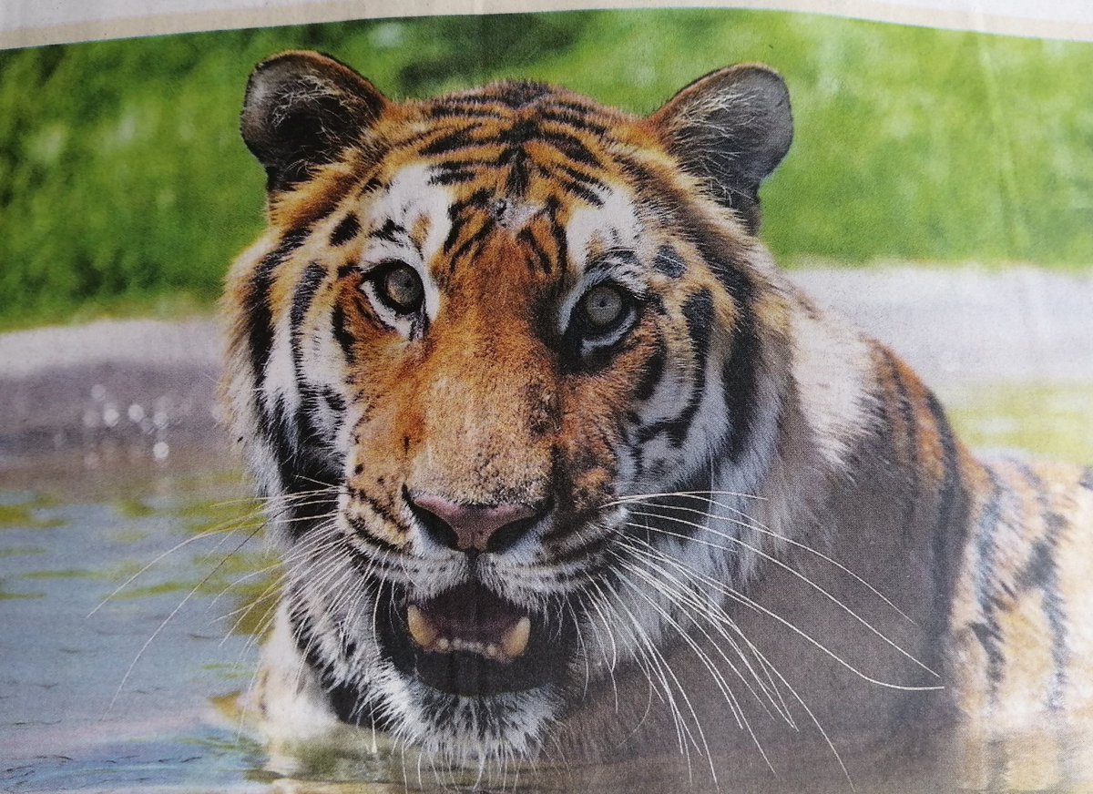 MinetteJohnson's tweet photo. THIS Awesome #Tigers + 11 others +
5 #Lions rescued from circus in Guatemala, by #JanCremer and #TimPhillips #SouthAfrica from #AnimalDefenseInternational
😍😍😍😍😍😍😍😍😍😍😍😍 https://t.co/NCRB4JIcNJ