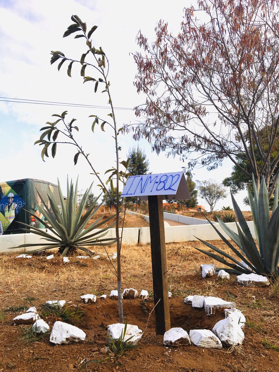 EmprenDinamicUT's tweet photo. Si queremos ayudar a nuestro planeta, un árbol debemos sembrar. ¿Se imaginan si cada persona en el mundo sembrará uno ? 
Nuestro entorno sería mejor !

#SoyEcologico #Utvco @Negocios_UTVCO @utvco https://t.co/JV13iJ3oBI
