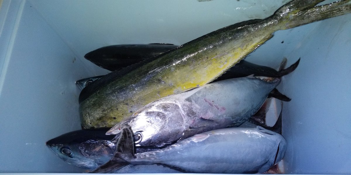 卵かけ御飯 またまたスマガツオ 正式にはヒラソウダらしいがw 脂のってるわー 刺身 ユッケ タタキでビールが進む スマガツオ ヒラソウダ 刺身 タタキ ユッケ 銀色の奴 ビール 止まらない 脂がすごい