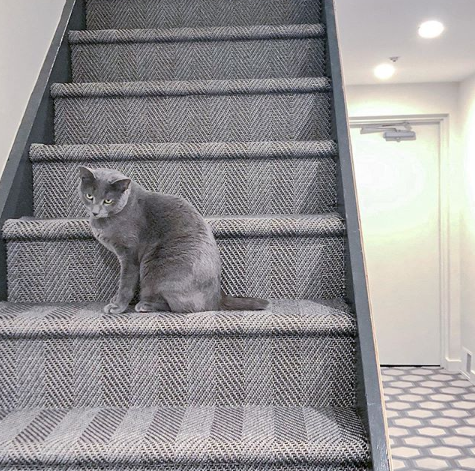 stantondesignco's tweet photo. It's a purrrfect match. This kitty loves St. Kitts in the color Gunmetal.
.
.
.
 📸 @kanterscarpet @debra_kling_colour_consultant #repost #furryfriendfriday #stantonstairs #stantoncarpet #customrunner #stairrunner #interiordesign https://t.co/jB1X69bBhn