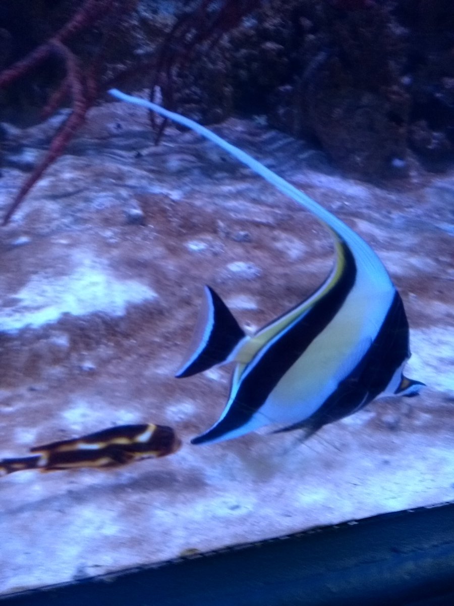 Fir day out to the blue reef Southsea