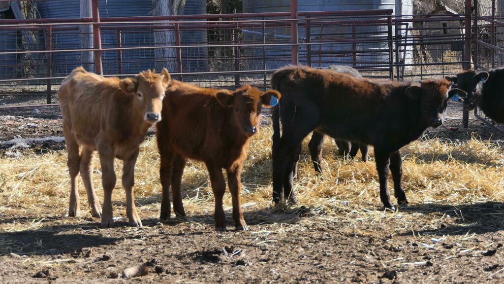 kaws_ks's tweet photo. USDA asks for feedback on Competitive Livestock Market Practices:
https://t.co/HCSEFCd5gl https://t.co/HCSEFCd5gl https://t.co/kHFBSGM7Ar