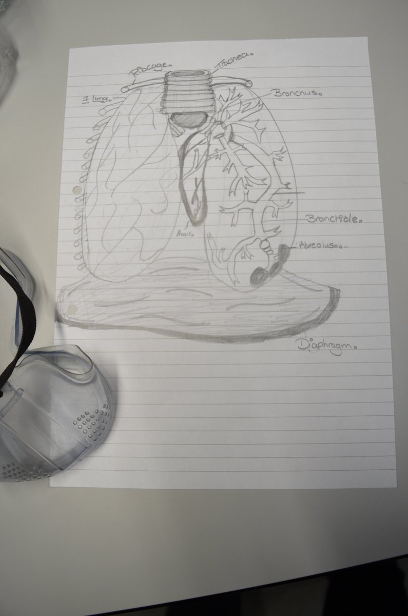 CastleRockSch's tweet photo. Year 8 #Science students were enthralled by Mr Goddard's dissection of a heart and lungs today! It was definitely a lesson to remember and very interesting! #Biology #HowHumansWork https://t.co/9XZVCbcnT8
