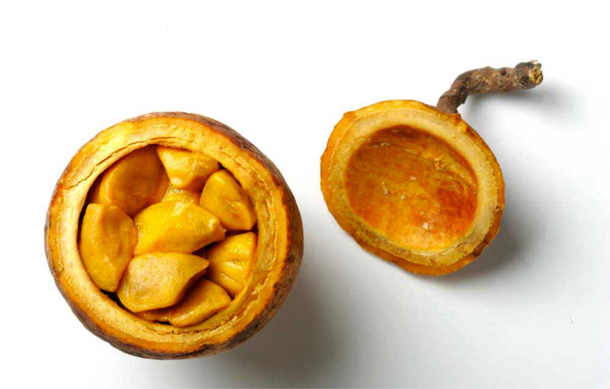 ivmtratra's tweet photo. Les vrais ils connaissent ce fruit , quelle merveille🤤🤤 https://t.co/qI18jAVEkJ