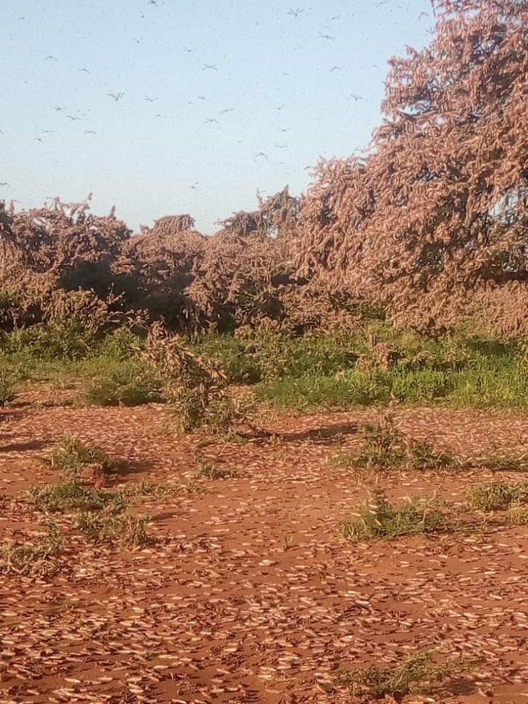 patriciakombo's tweet photo. Our #foodsecurity is at threat.
#locusts have invaded farms in #Kenya.
#ClimateChangeaffects us all. https://t.co/EOAopejRHc