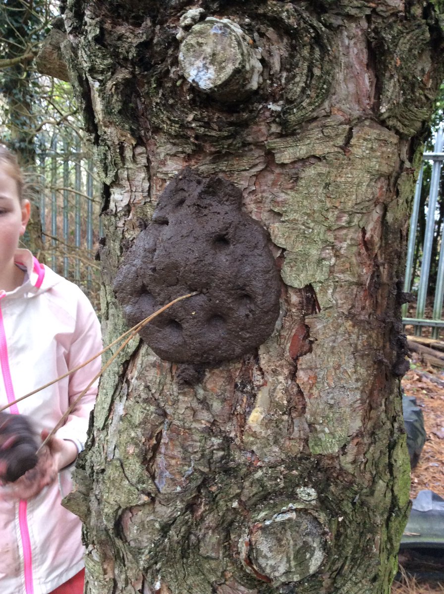 foley_park's tweet photo. Today’s adventures With Y5 at Forest School included swinging, mud dough, tree faces and dung ... oh and lots of giggling! #forestschool #mudmudmud #lotsoflaughs https://t.co/eymJD5irWc